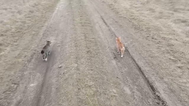 Всё-таки у нас удивительные животные! /Хуторок у Реки/Life In The Village