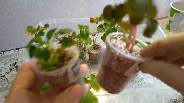 Новинки пеларгонии в моей коллекции. Апрельское цветение старожилов.