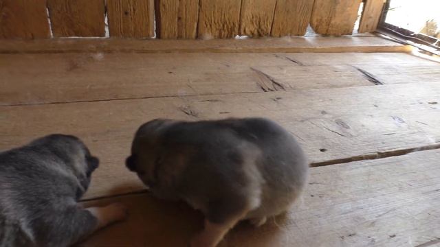 Долгожданные щенки от Беллы (ВПКОС 1942/19) + Яр (ВПКОС 4709/14)