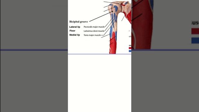 Pectoralis major youtubeshort anatomy