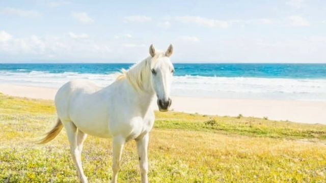सपने में सफेद घोड़ा देखना | Sapne Me Safed Ghoda Dekhne Ka Matlab | White Horse In Dream Meaning