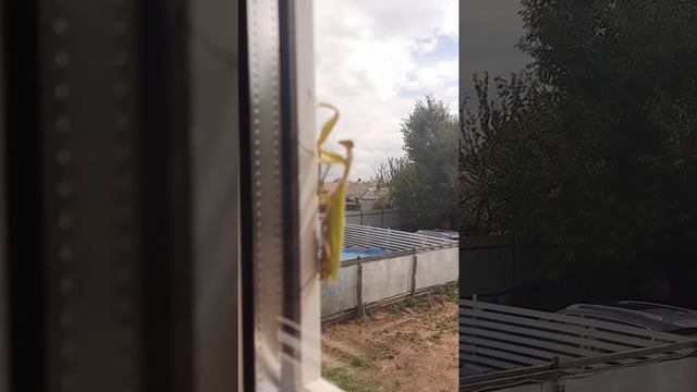 Богомол-трудяга. Видимо, забыл, что умеет летать.