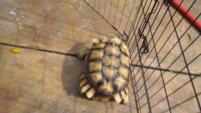 How To Dig And Store Cannas For Winter