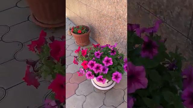 Цветочное подворье и Эмми!