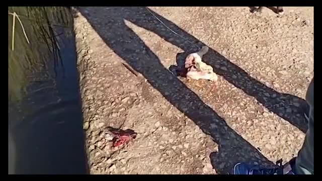 Вот это рыбалка !бешенный клев раков. на что же мы ловили ? такого мы не ожидали.и раков?