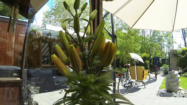 TimeLaps Plant