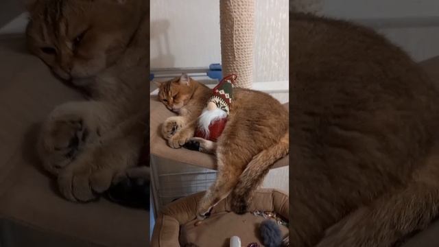 Сказка от Надежды #6.1 Позитив от ? Марселя. Привет от Гномыча.