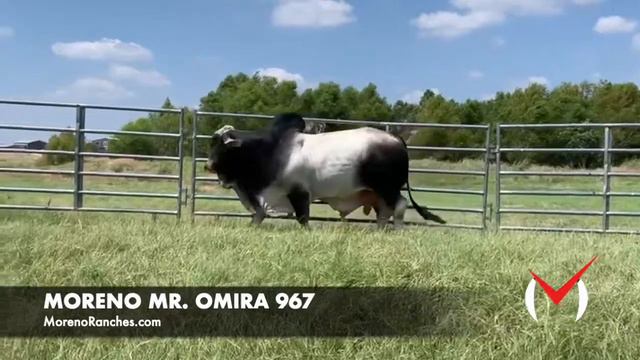HIGH-PERFORMING Gray Brahman Herdsire 2021 Texas Edition - MORENO MR. OMIRA 967