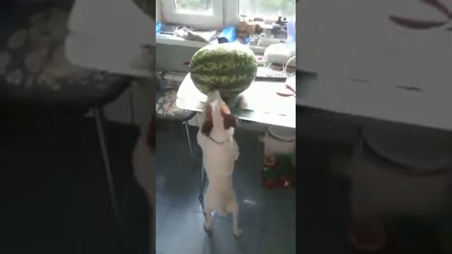 46be661d48a22a7842f5cafe795d0372