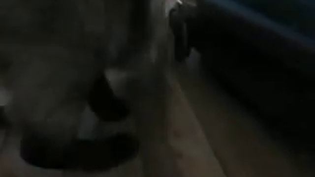 Кот и оливки