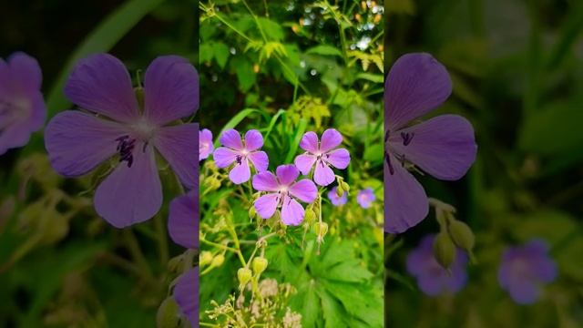 #герань#луговая#shorts