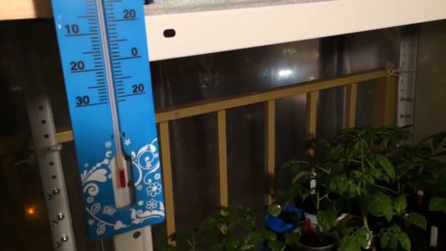 Рассада в лоджии не замёрзла.