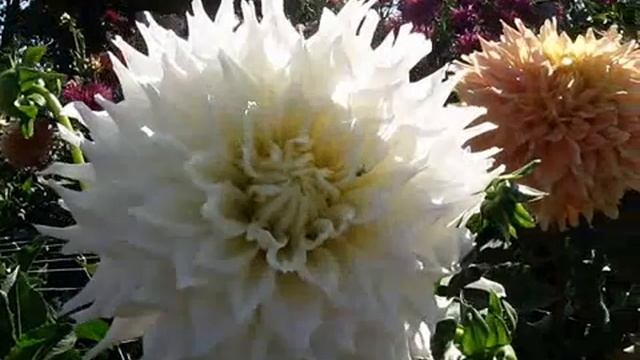 Георгины( макси) 5 часть .Сезон 2019