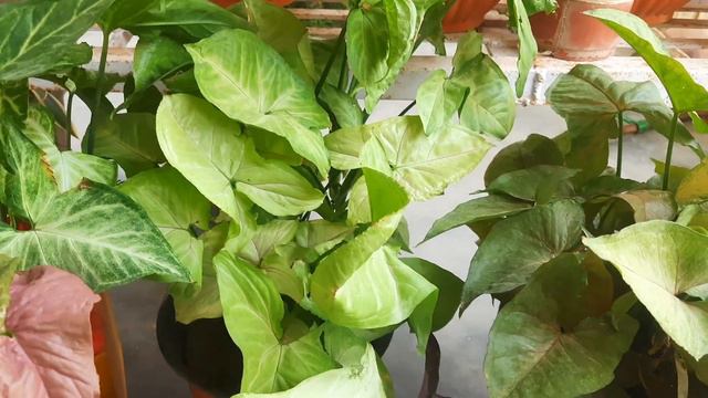 Syngonium Plant का ऐसे रखेंगे ख्याल,देंगे ये Fertilizer तो फिर कोई भी समस्या नहीं आएगी