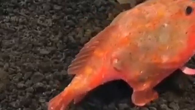 Рыба с ногами