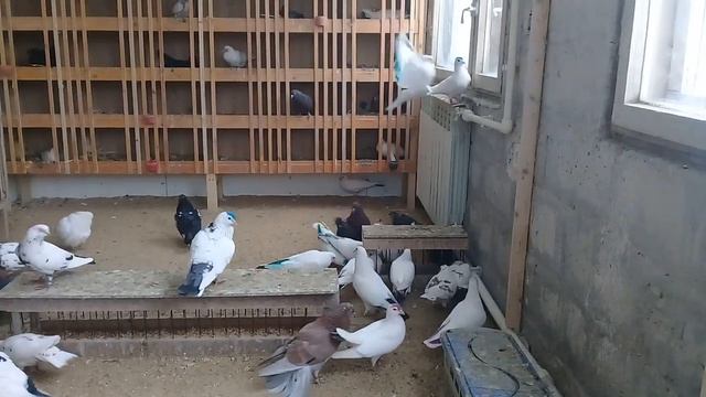 Совет от Гагика всем голубеводам 22.01.18г