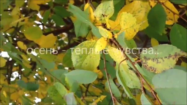 ОСЕННЕЕ ВДОХНОВЕНИЕ/осень это-