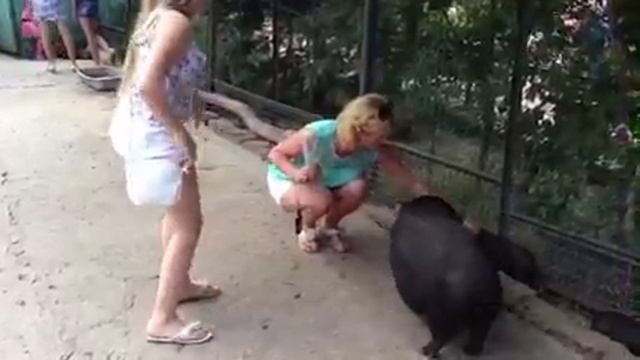 Оля кормит свиней