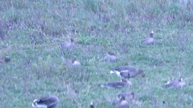 Перелетные дикие гуси