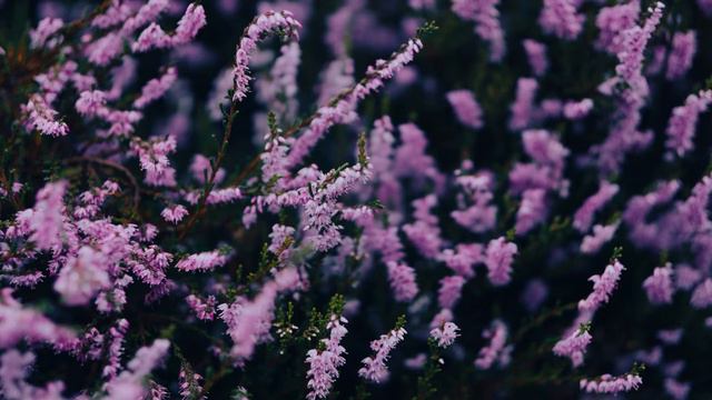 César Franck: Violin Sonata In A Major - IV. Allegretto Poco Mosso