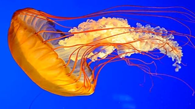 Эти удивительные медузы..mp4