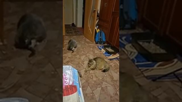 ОТДЫХ КОТОВ