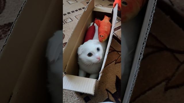 Коробки как перчатки #cat