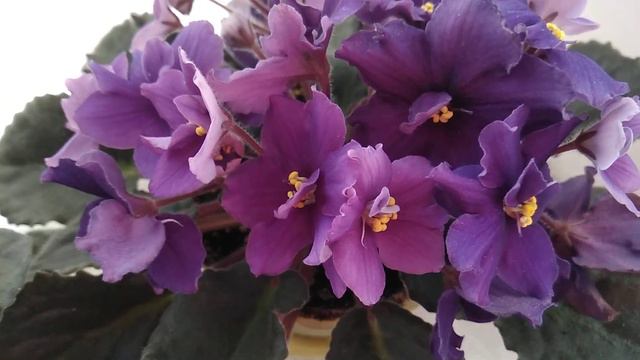 Фіалки і їх шапки. AfricanViolets
