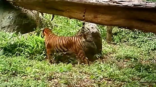 Эти Редкие Тигры Со Всего Мира Несомненно Вас Удивят