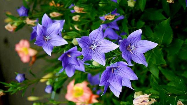 Lisianthus Flowers (HD1080p)