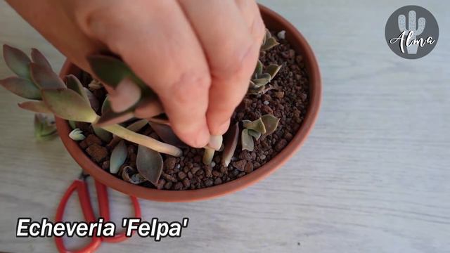 Echeveria 'Felpa' #LaSuculentaElegidadelDía