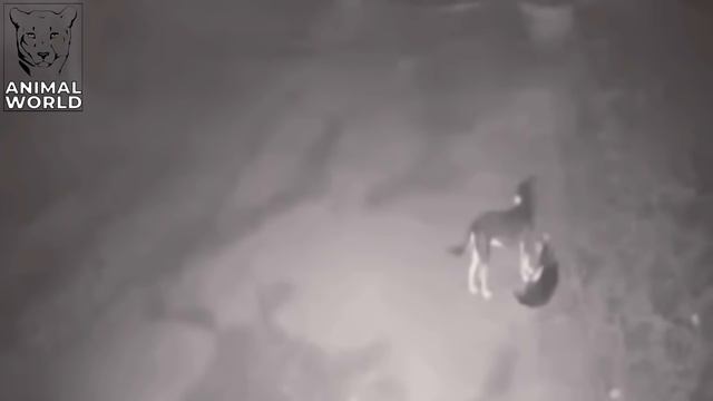 Leopard Vs Dog | 7 Brutal Leopard Attacks On Dogs Caught On Camera! | Animal World