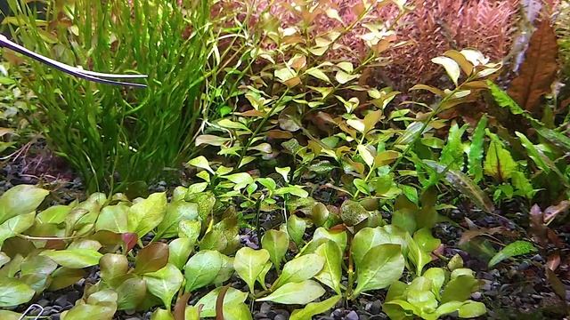 Людвигия Репенс или Ползучая (Ludwigia Repens). Простое красное растение для аквариума