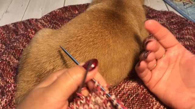 #teg #тег_осень_рыжая_подружка #болталка TAG: 