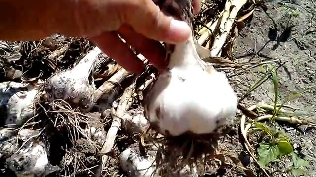 Выращивание озимого чеснока. Сбор урожая озимого чеснока. 2017