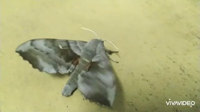 Какая она? Ночная бабочка ?!