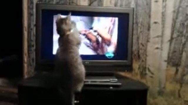 Кот смотрит телевизор