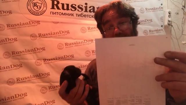 Стрим из питомника тибетских мастифов RussianDog 30.12.2018