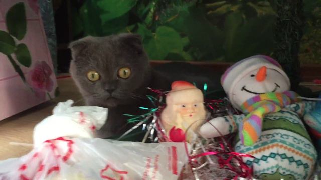 Шотландская вислоухая. Новый год 2015