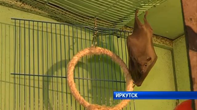 Летучие мыши готовятся к зиме