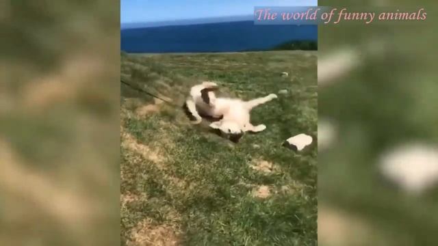 Ржал целый час_ приколы с котами_ приколы с собакам 2021.mp4