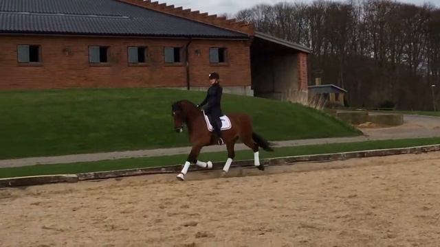 Dressur Pony Til Salg Charlotte Falkenberg