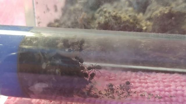 новая ферма