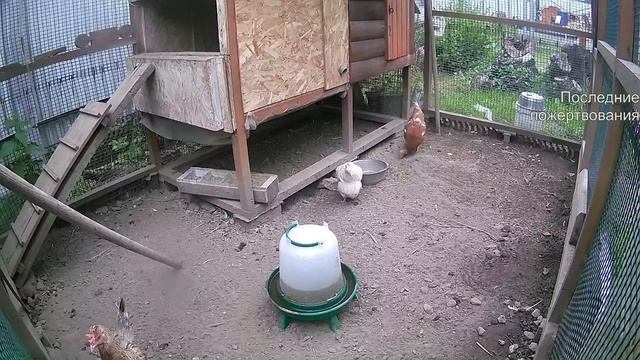 Курятник. Жизнь в курятнике. Можно покормить онлайн. Chicken Coop Stream. Online Feed