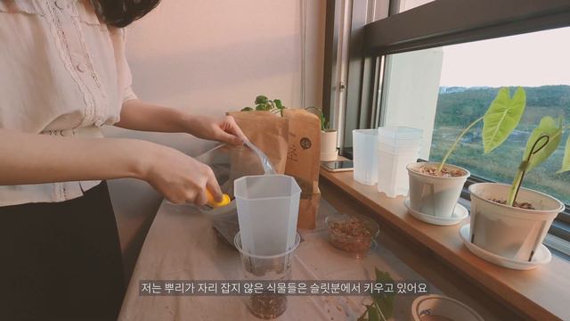 이끼에서 씨앗 키우기🌱 | 미니 온실 만드는 방법 | 프라이덱 자구 심기 | 플랜테리어의 시작 | 식물집사의 하루 일과 | 슬릿분 사용하는 방법🙂