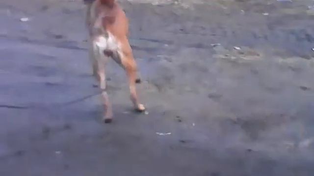 с щенками боксёра лечше не связываться