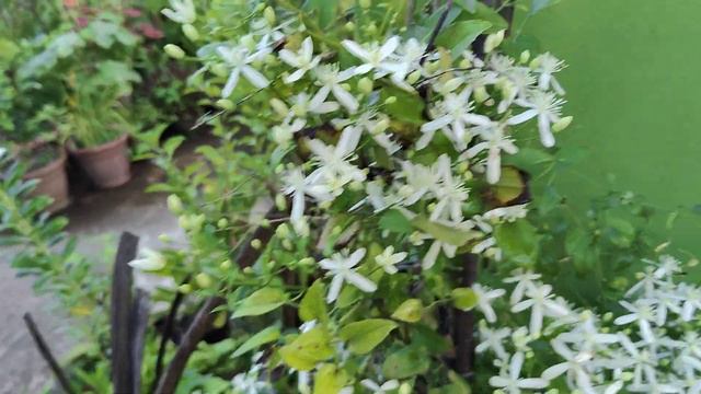 Clematis/Clematis Armandii !