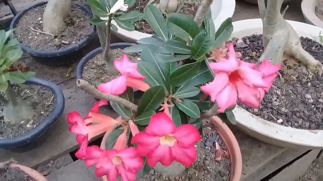 Minhas Rosas Do Deserto