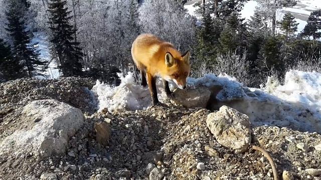 Лаго-Наки февраль. Лиса.