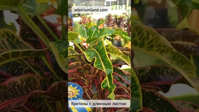 Выставка растений в парке Рамы 9 – кротоны